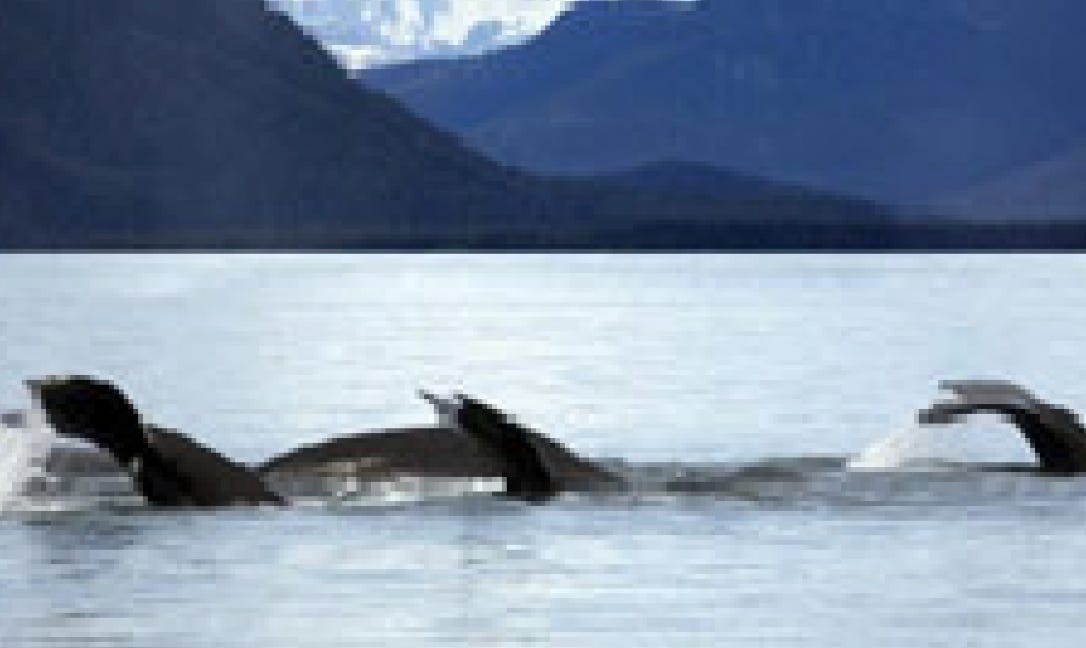 See whales on a Kenai Fjords day cruise