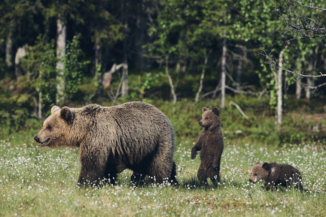 See bears in Alaska