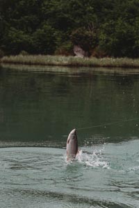 crooked creek outfitters kasilof alaska fishing 12
