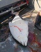 crooked creek outfitters kasilof alaska fishing 2