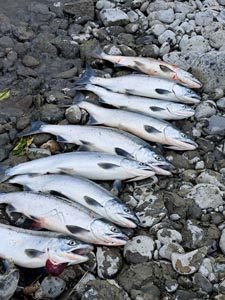 crooked creek outfitters kasilof alaska fishing 44