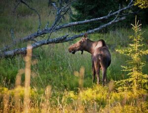 view more: http://gainsboro.pass.us/crookedcreek