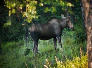 view more: http://gainsboro.pass.us/crookedcreek