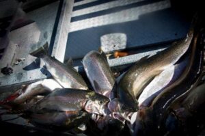 view more: http://gainsboro.pass.us/crookedcreek