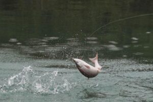 crooked creek outfitters kasilof alaska trout fishing 5