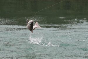 crooked creek outfitters kasilof alaska trout fishing 6