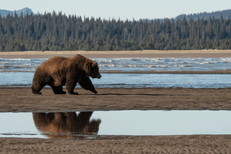 bear viewing fly out crooked creak retreat alaska