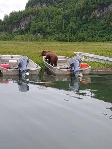 crooked creek outfitters kasilof alaska adventures1