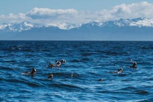 crooked creek outfitters kasilof alaska adventures1