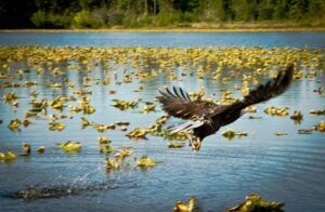 view more: http://gainsboro.pass.us/crookedcreek