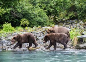 crooked creek outfitters kasilof alaska adventures2