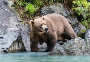 crooked creek outfitters kasilof alaska adventures3