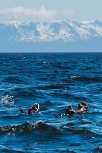 crooked creek outfitters kasilof alaska adventures4