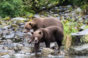 crooked creek outfitters kasilof alaska adventures4