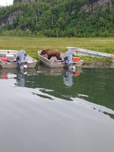 crooked creek outfitters kasilof alaska adventures6